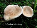 Infundibulicybe gibba-amf443-1